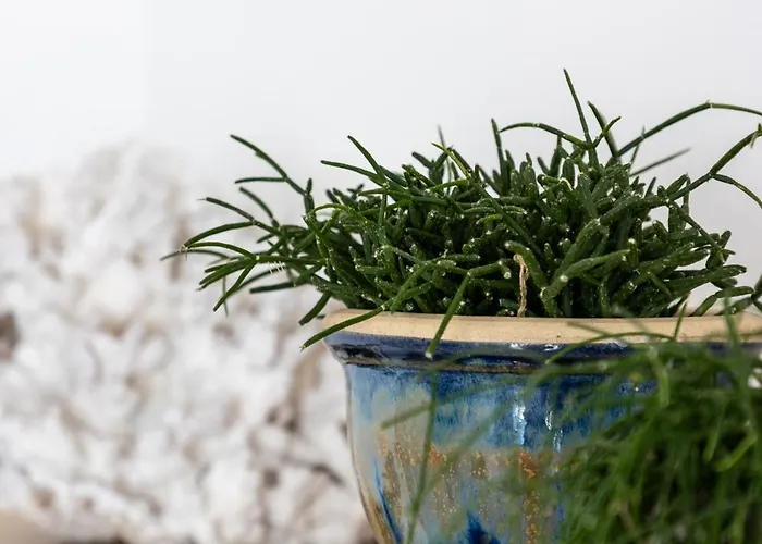 Rooftop * 오스텐드